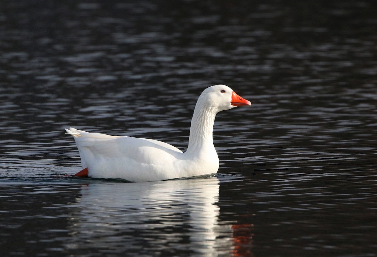 Domestic goose sp. (Domestic type) - ML613928336