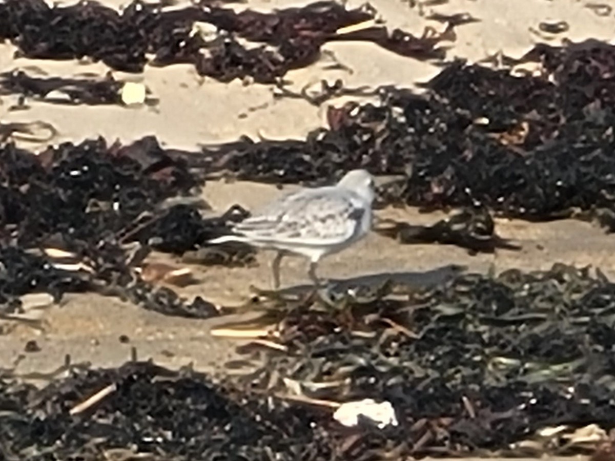 Sanderling - Renato Robert