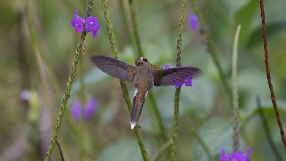 kolibřík trpasličí - ML613928380
