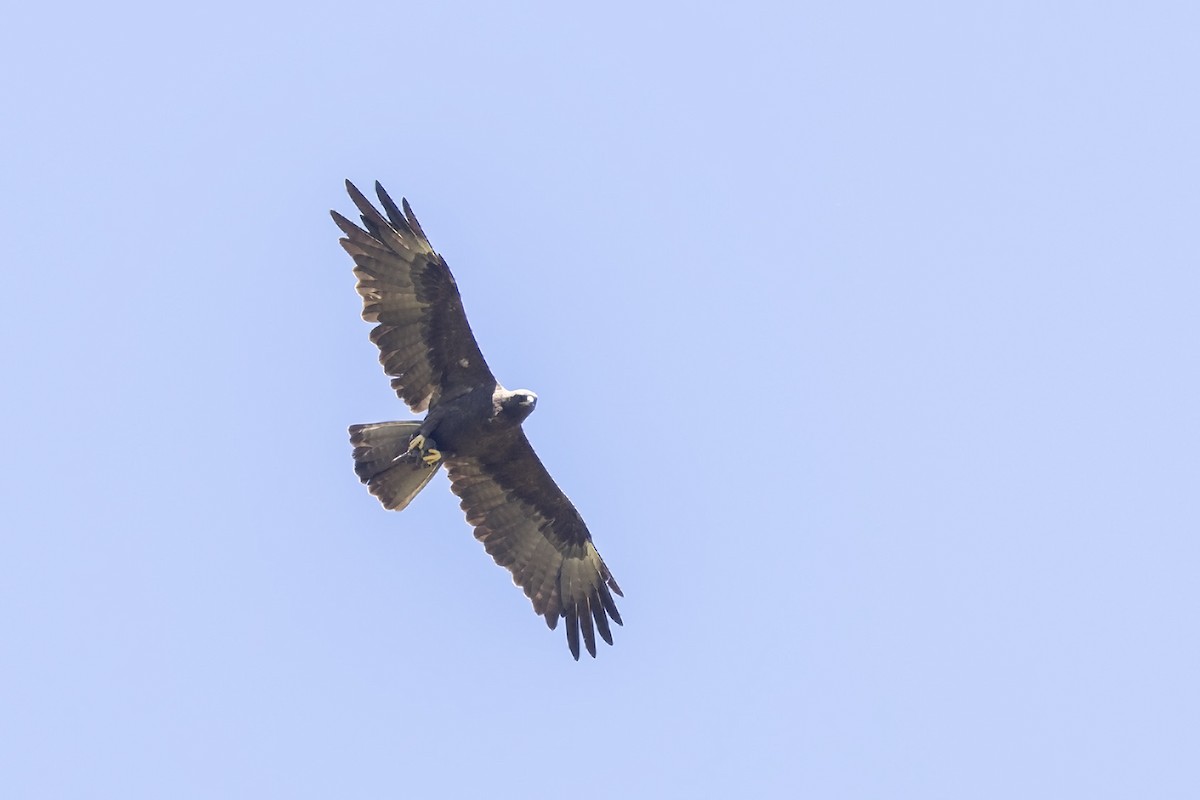 Wahlberg's Eagle - ML613928484