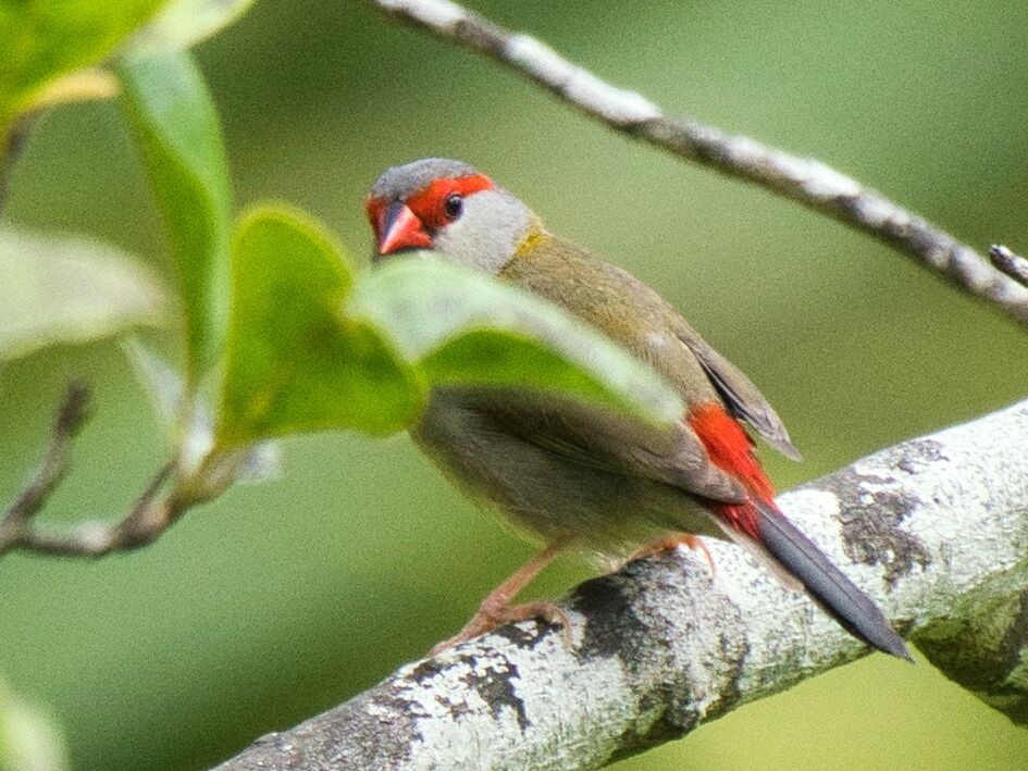 Red-browed Firetail - ML613928486