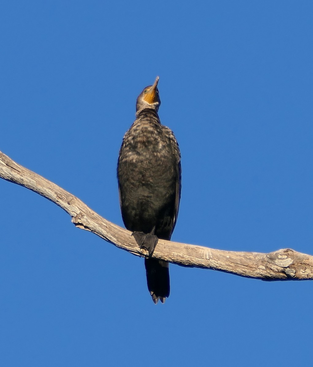 Cormoran à aigrettes - ML613928494