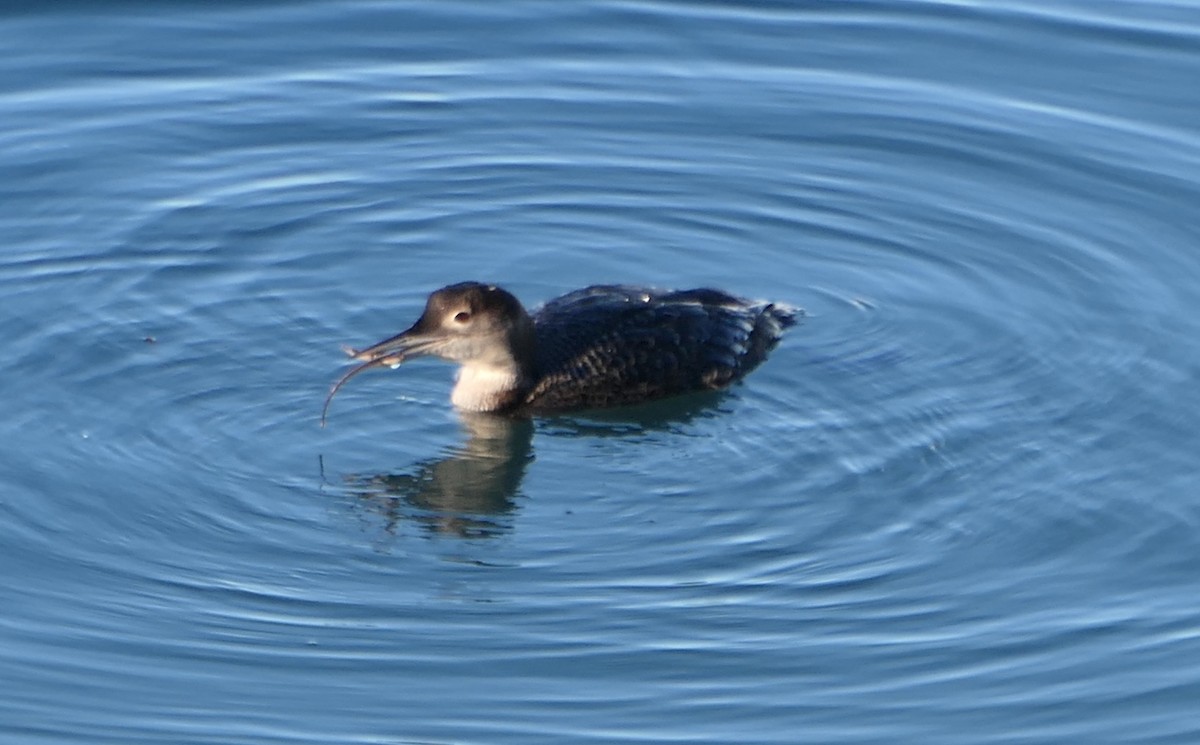 Plongeon huard - ML613928501