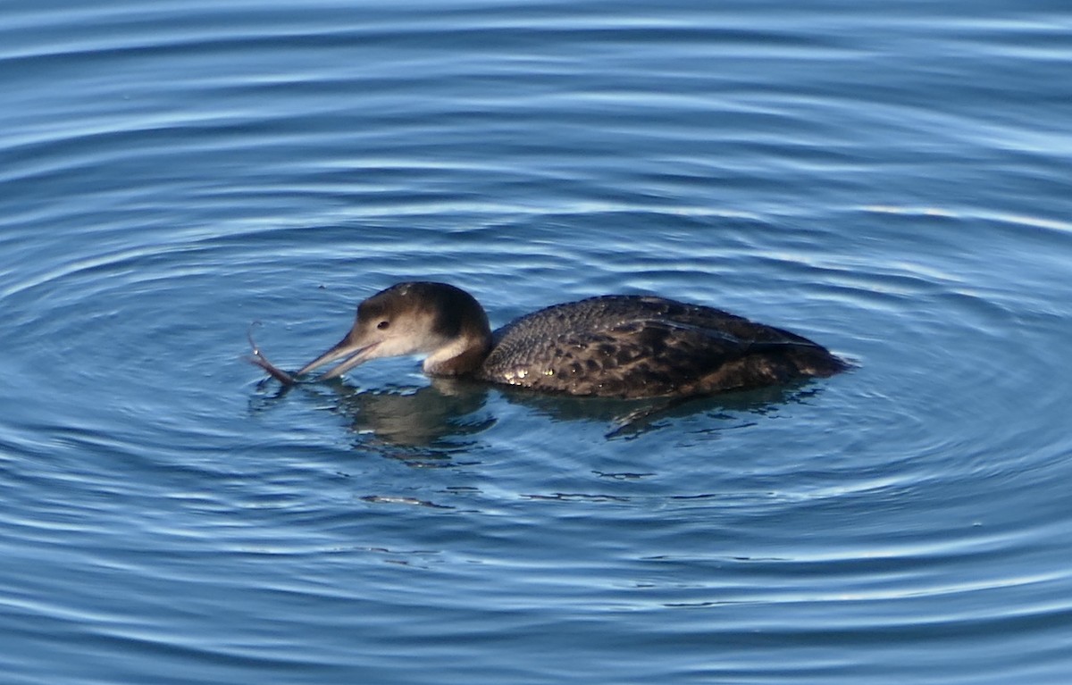 Common Loon - ML613928502