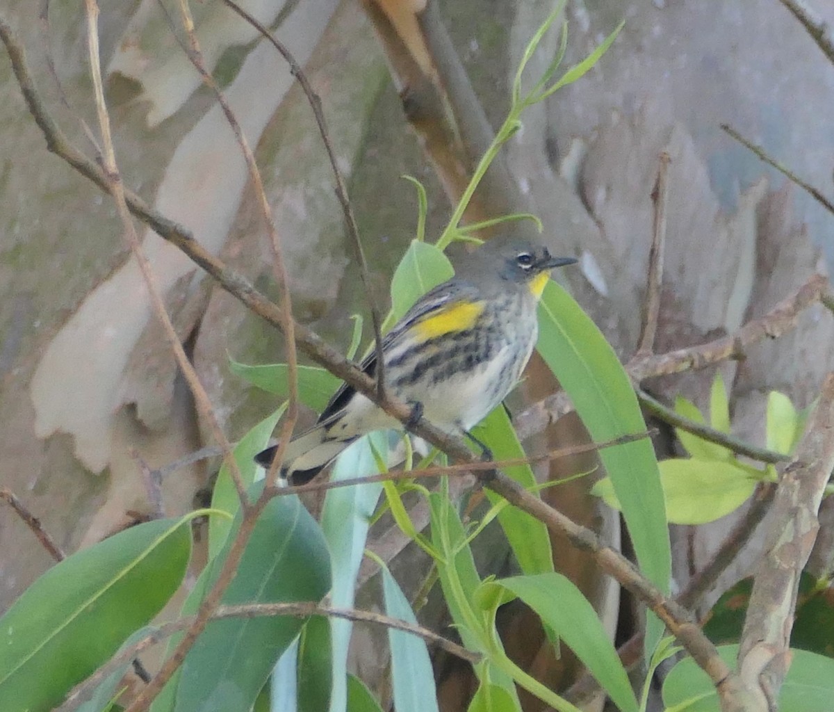 Yellow-rumped Warbler - ML613928507