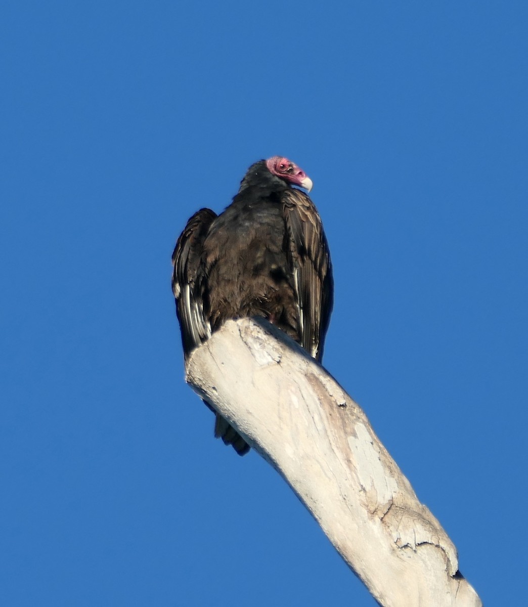 Urubu à tête rouge - ML613928530