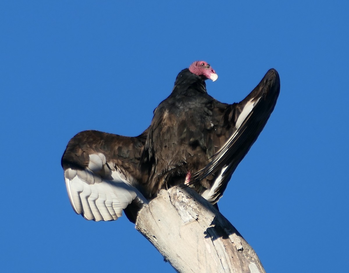 Turkey Vulture - ML613928535