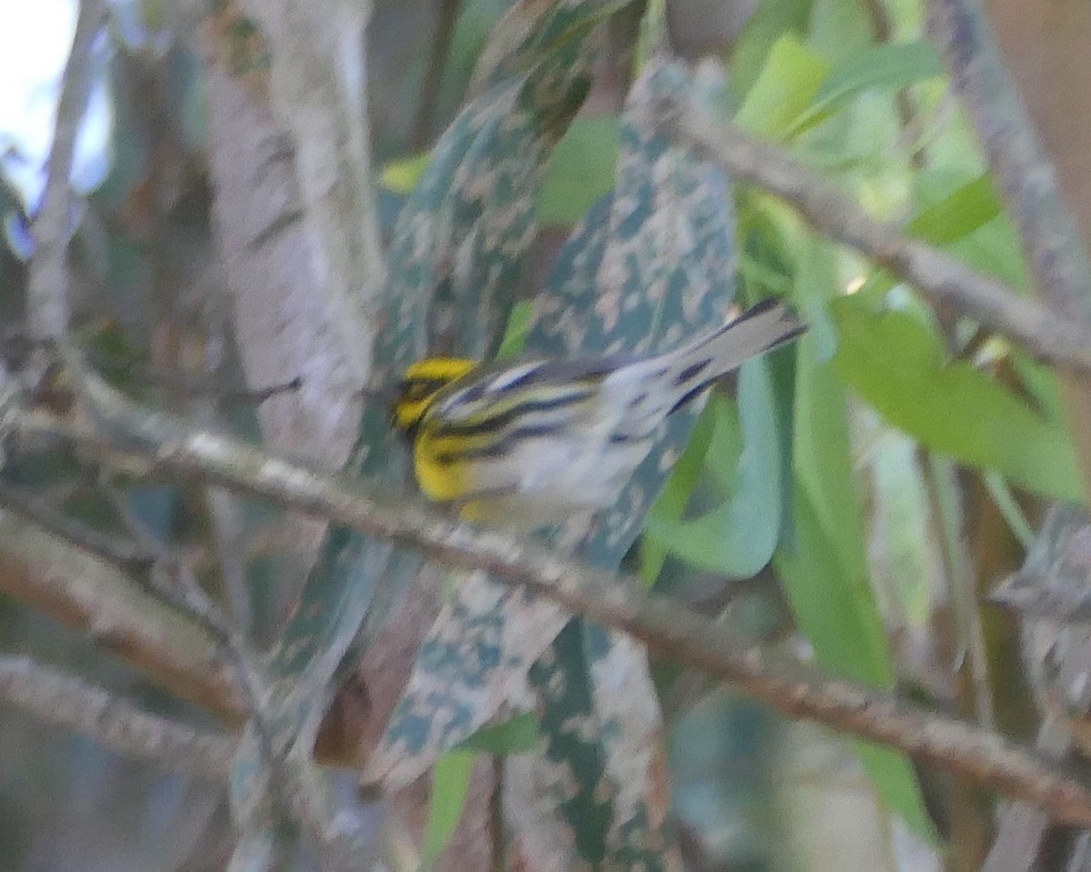 Townsend's Warbler - ML613928560