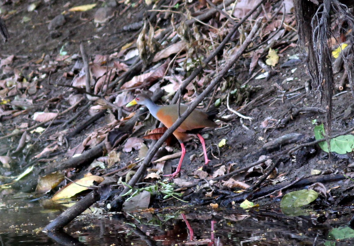 Gray-cowled Wood-Rail - ML613928633