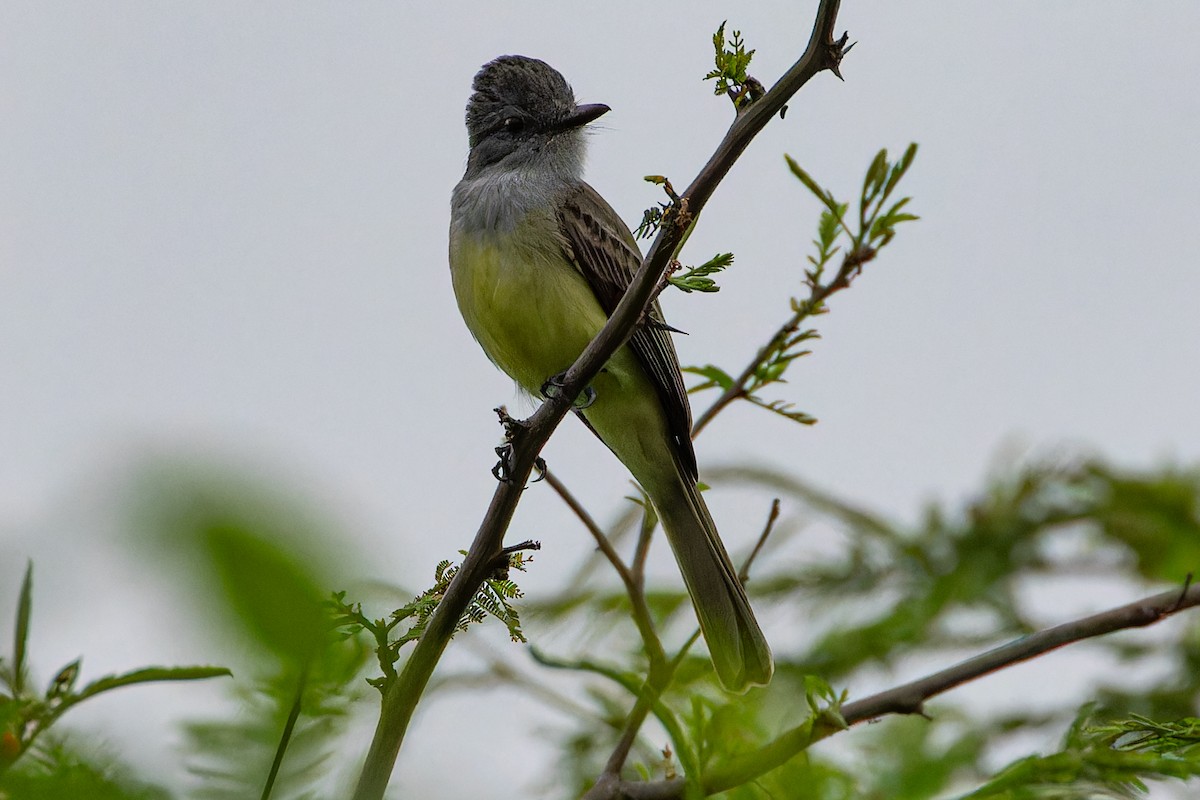 Sooty-crowned Flycatcher - Anonymous