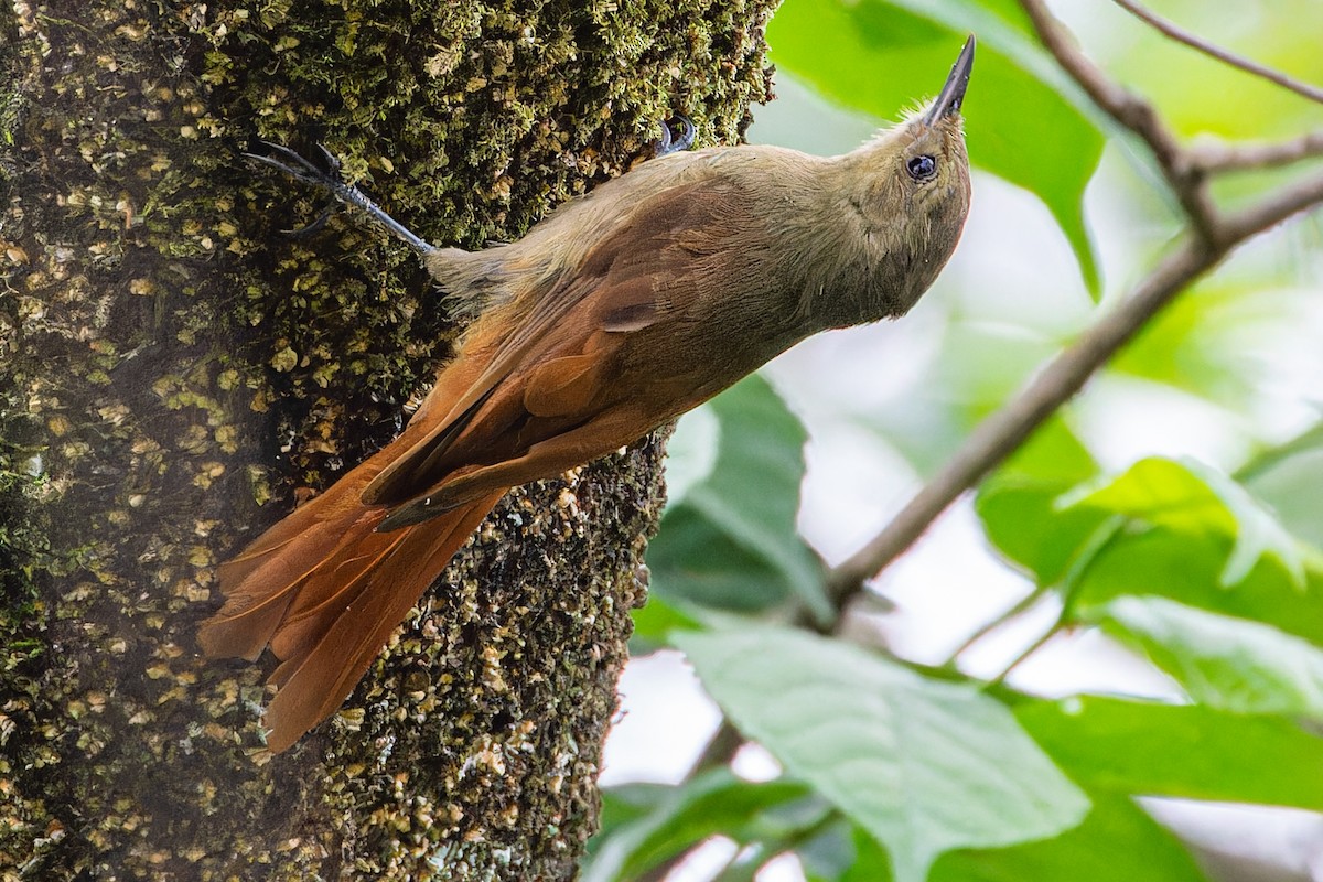 Olivaceous Woodcreeper - ML613928734