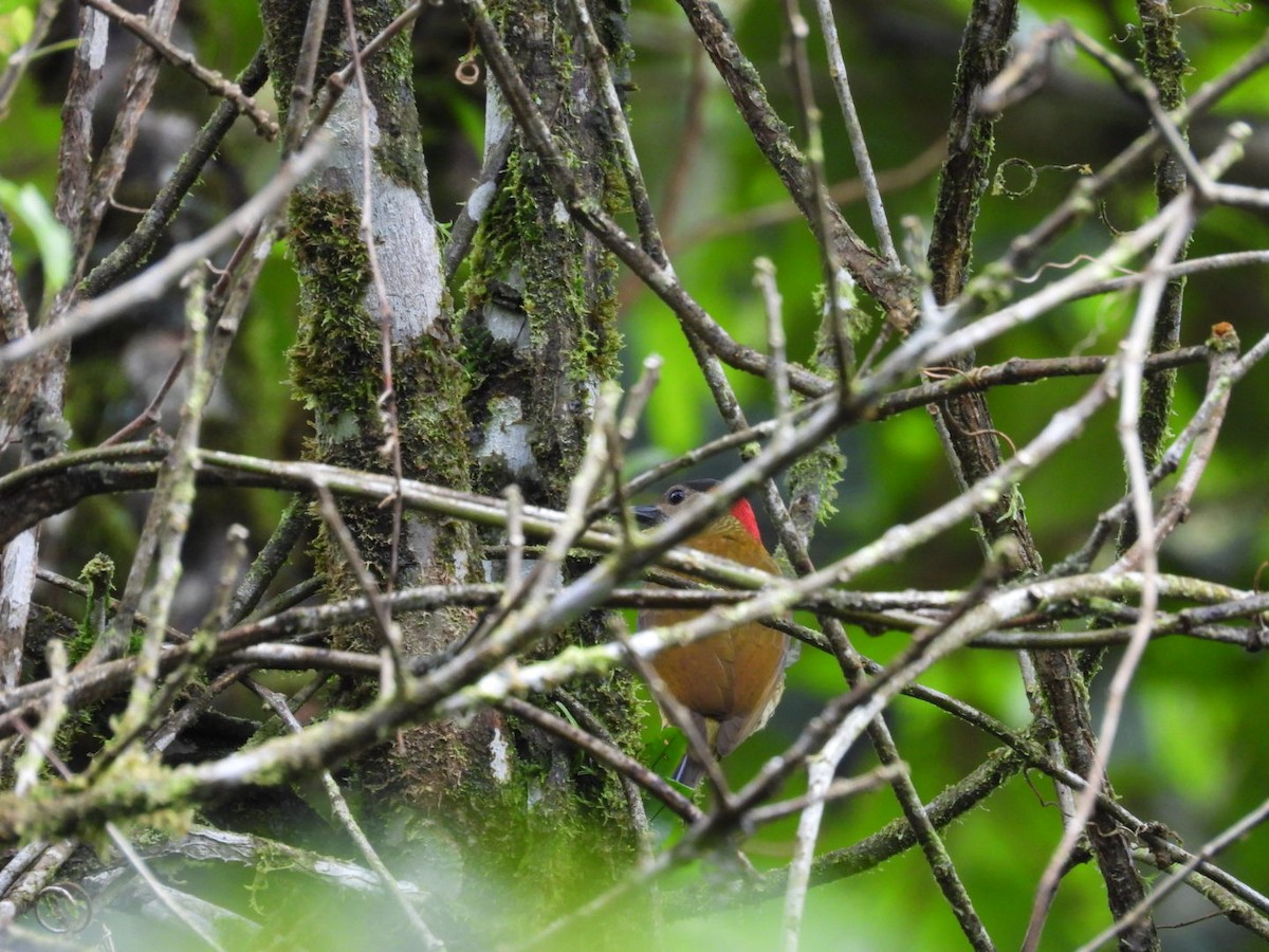 Golden-olive Woodpecker - ML613928773