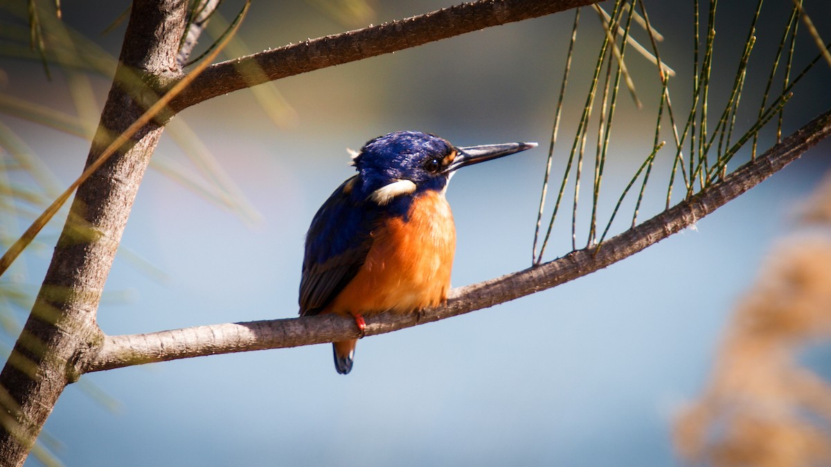 Azure Kingfisher - ML613928804