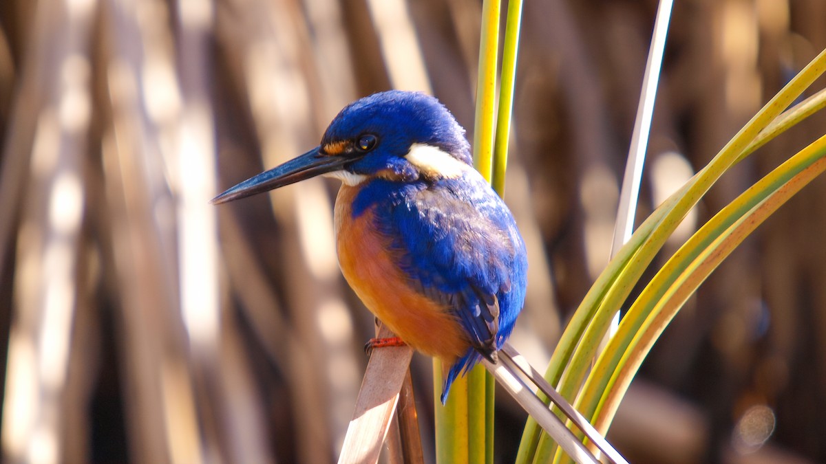 Azure Kingfisher - ML613928808