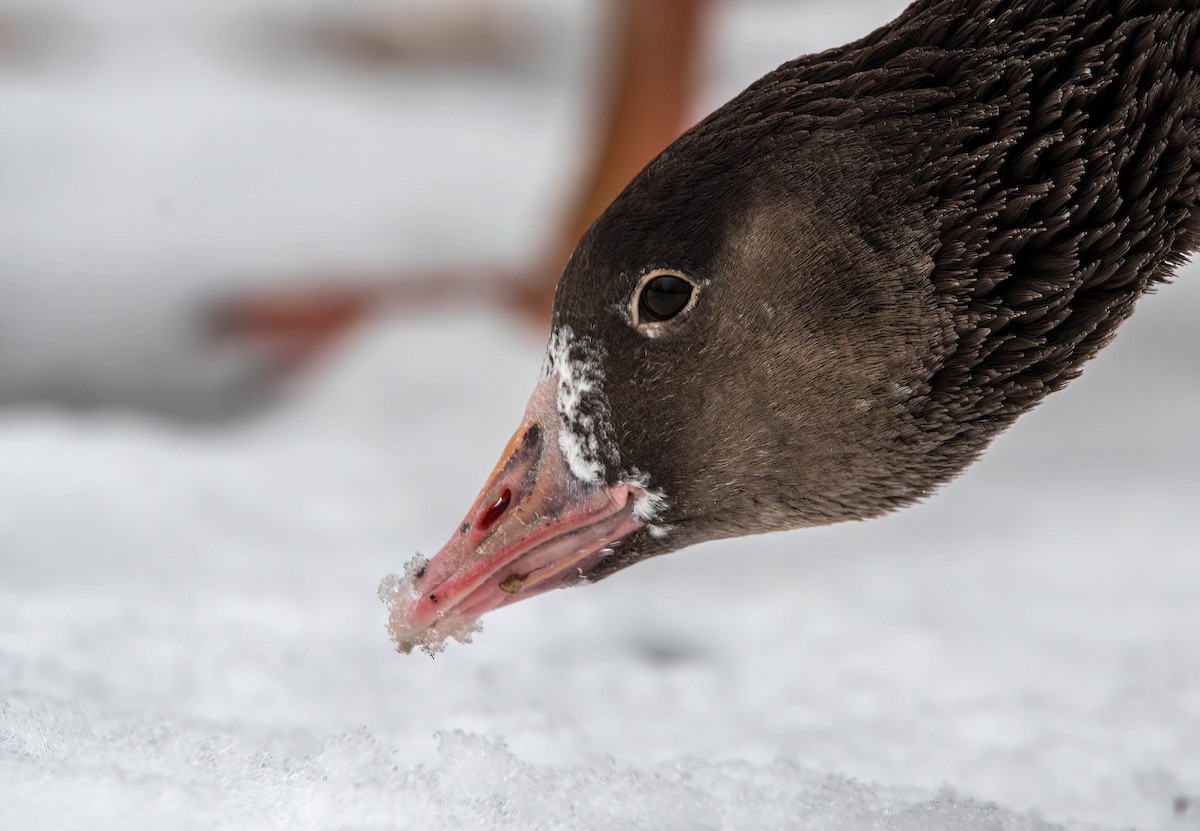 Domestic goose sp. x Canada Goose (hybrid) - Henry Witsken