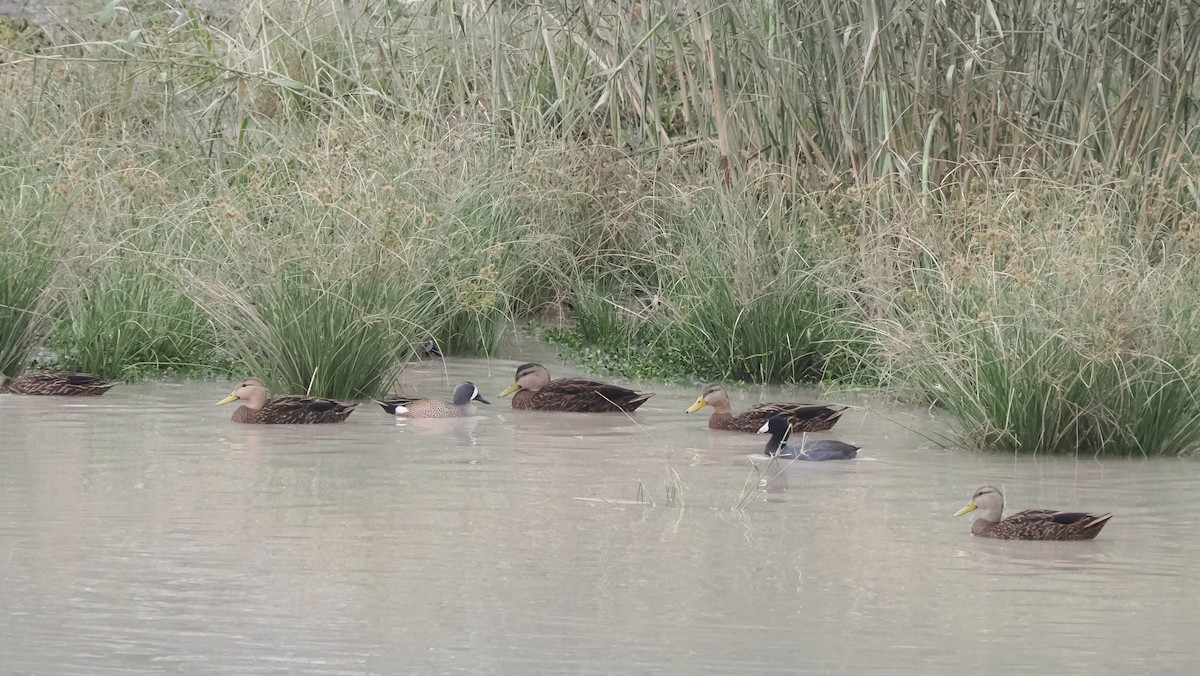 Mottled Duck - ML613928833