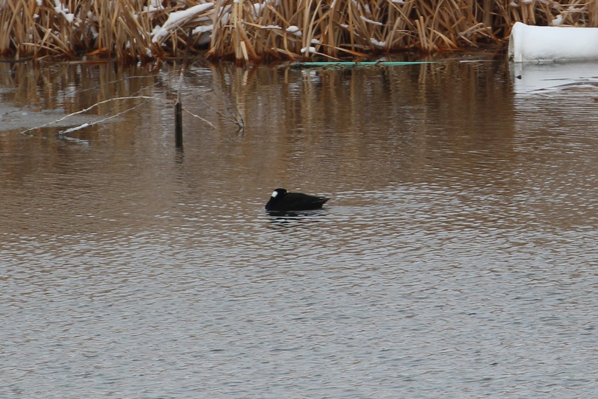 Surf Scoter - Hank Taliaferro