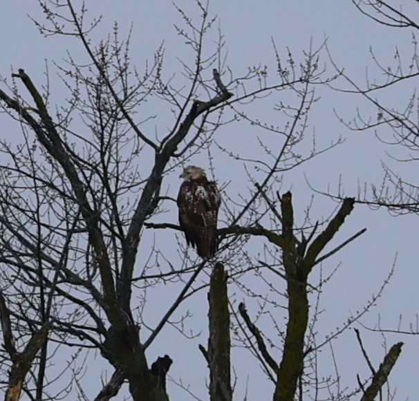 Poiana codarossa - ML613928920