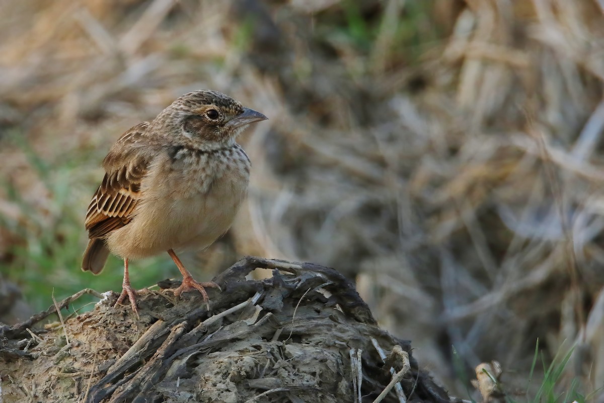 Singing Bushlark (Australasian) - ML613928959
