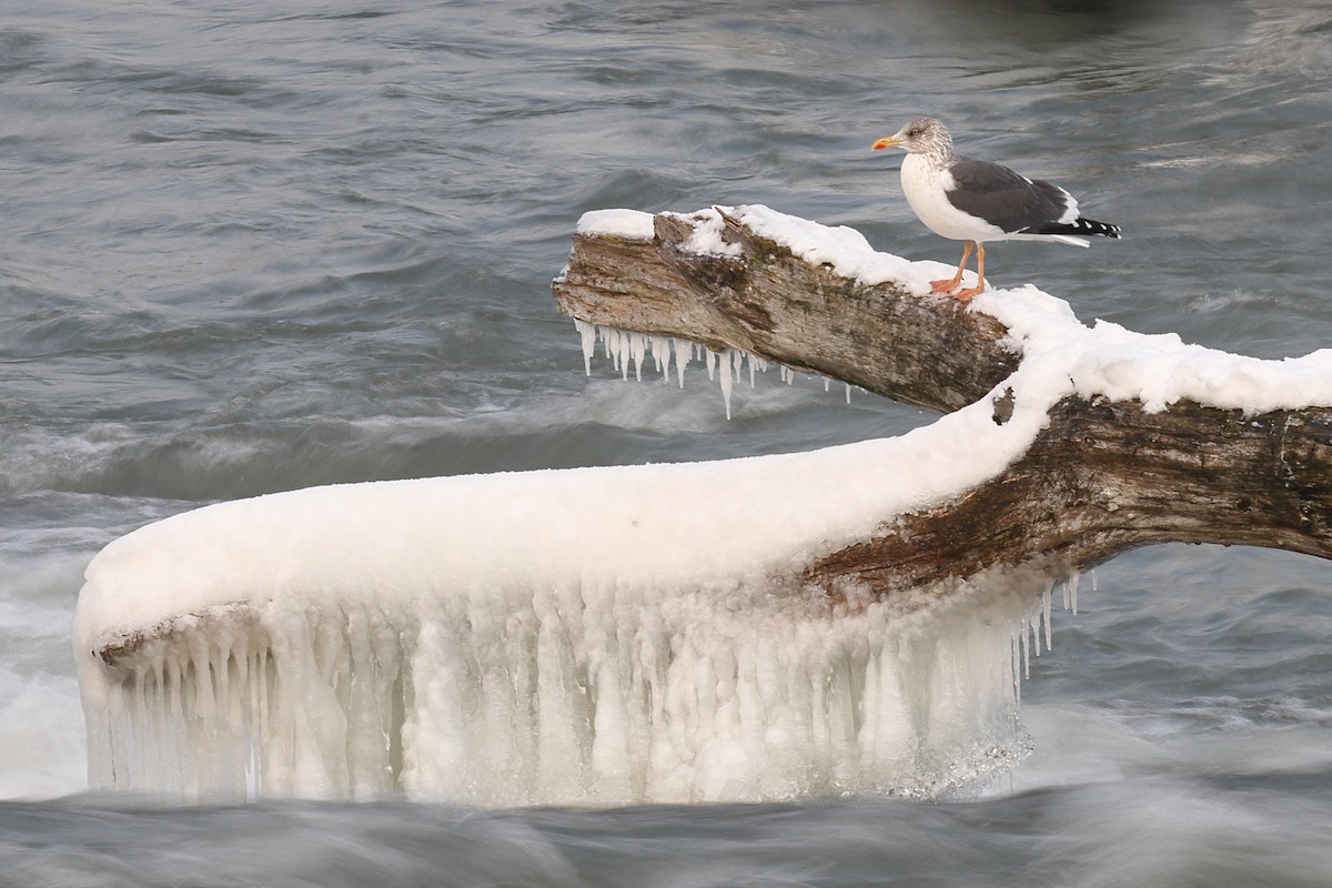 Lesser Black-backed Gull - Sam Zhang