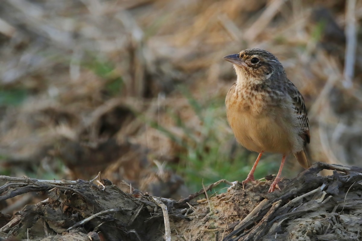 Singing Bushlark (Australasian) - ML613928968