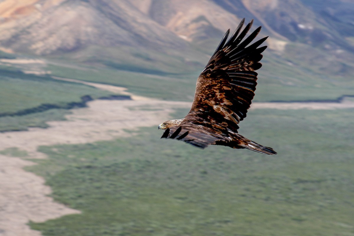 Golden Eagle - Zachary Holderby