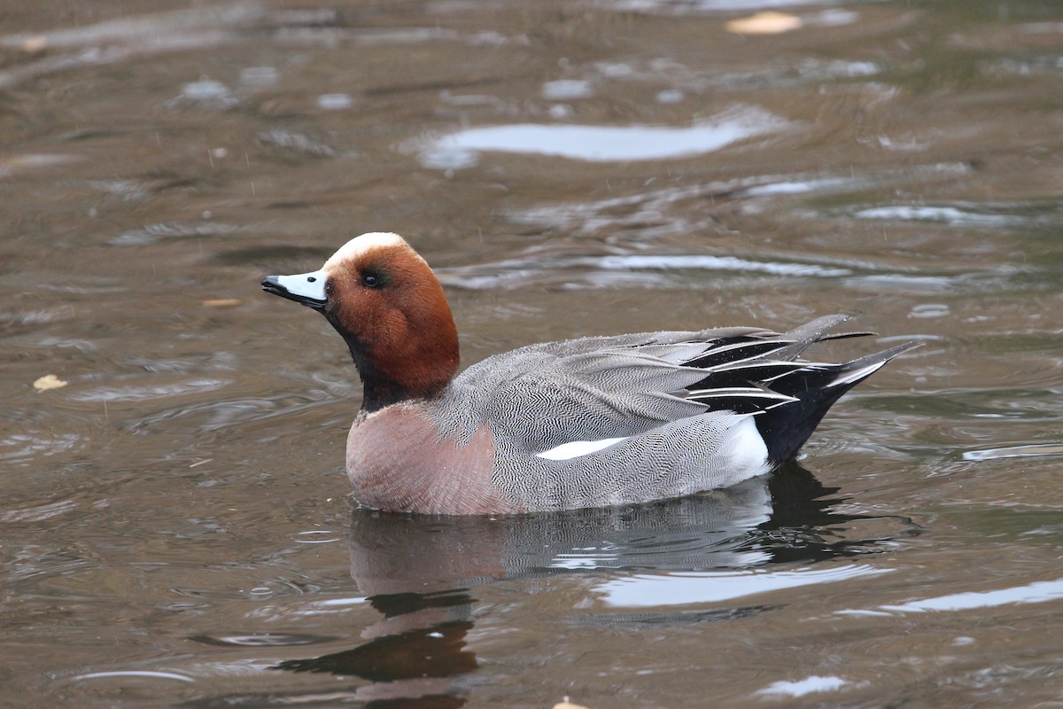 Eurasian Wigeon - Hank Taliaferro