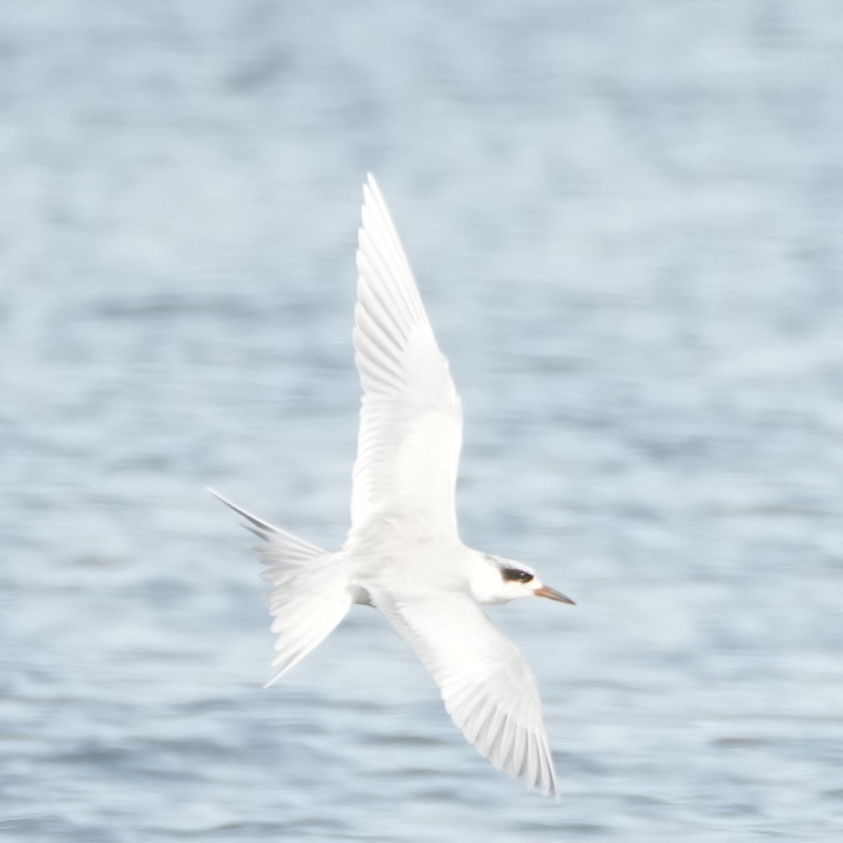 Forster's Tern - ML613928999