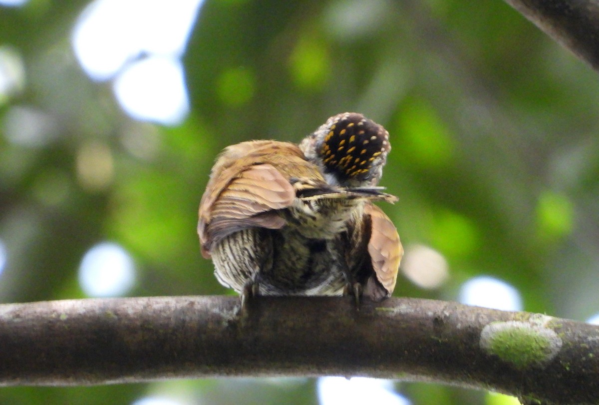 Orinoco Piculet - ML613929034