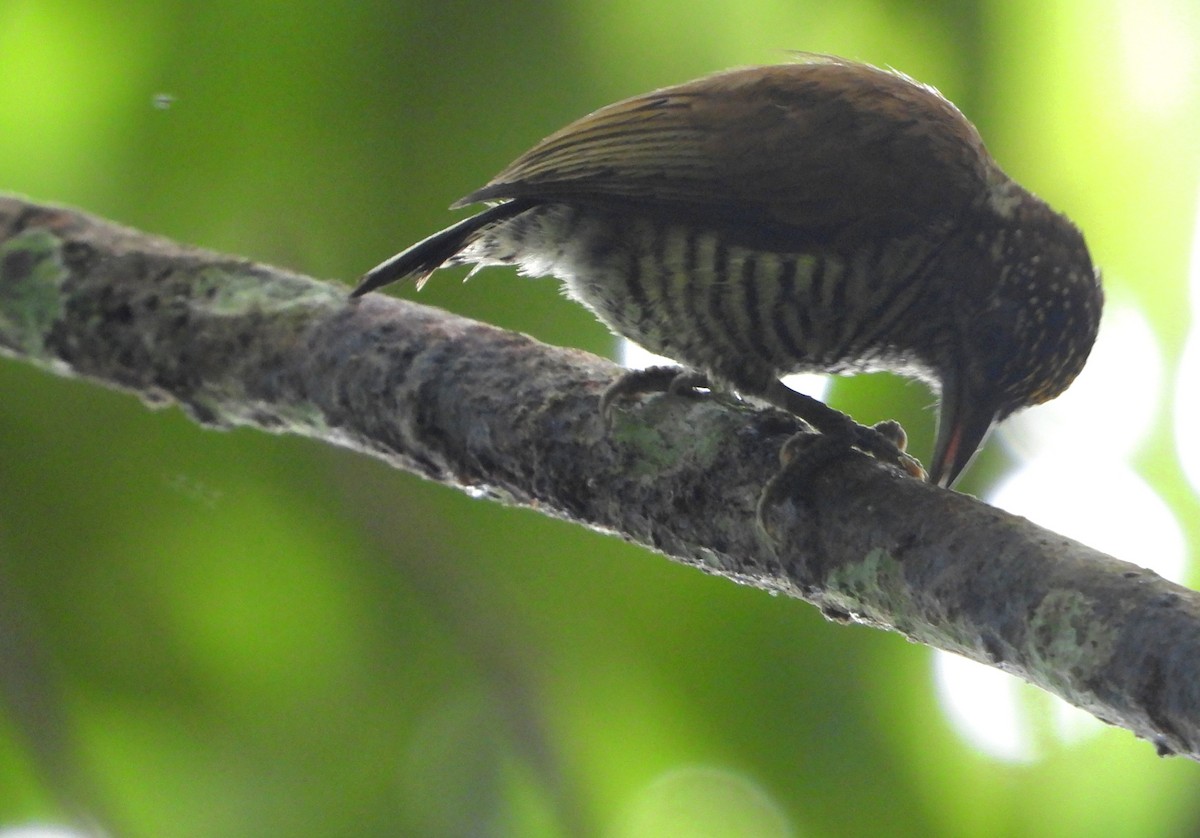 Orinoco Piculet - ML613929038