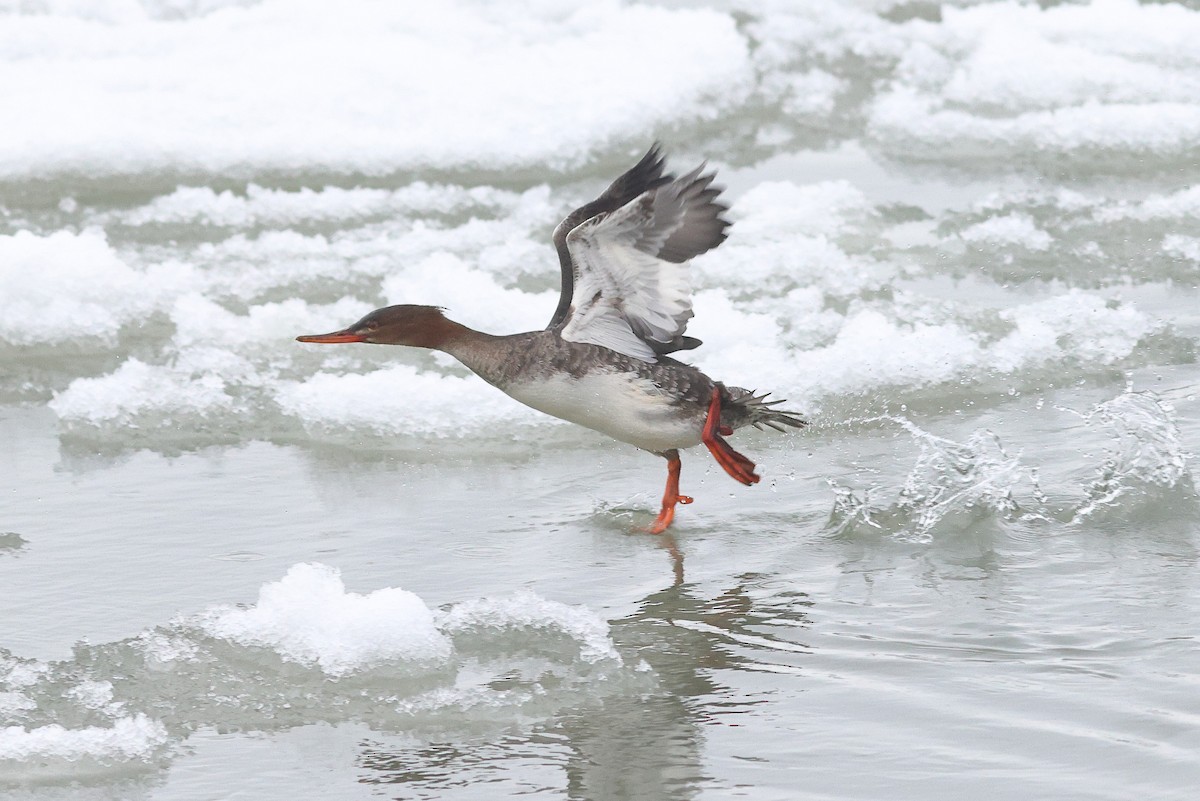 Red-breasted Merganser - ML613929046