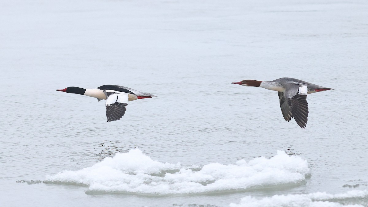 Common Merganser (North American) - ML613929052