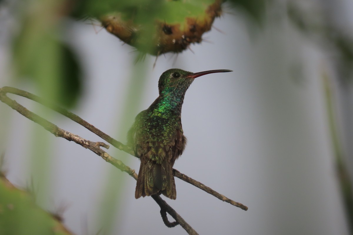 Honduran Emerald - Jose Robles