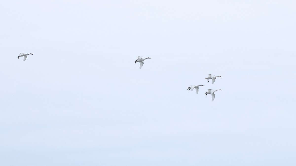 Tundra Swan (Whistling) - ML613929057