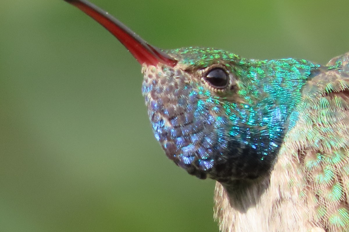 kolibřík honduraský - ML613929075