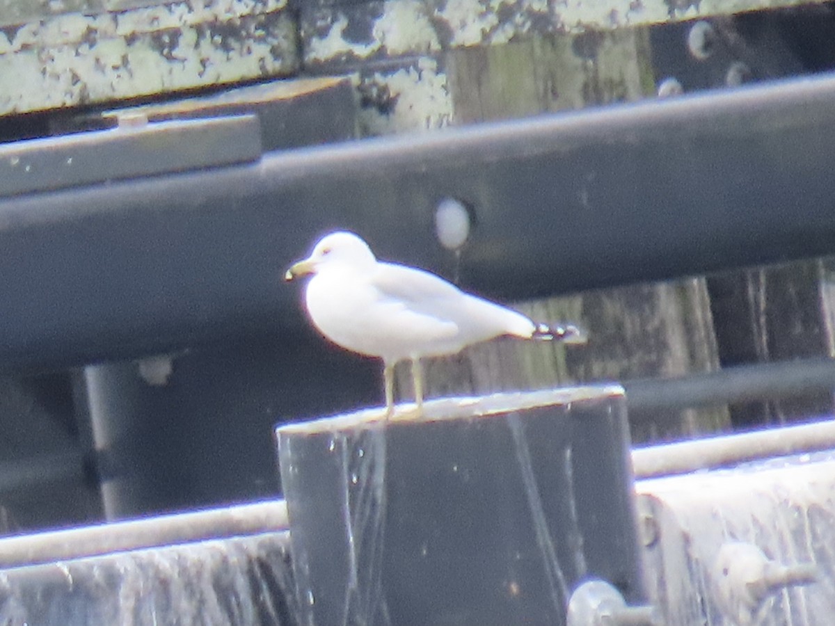 Ring-billed Gull - ML613929101