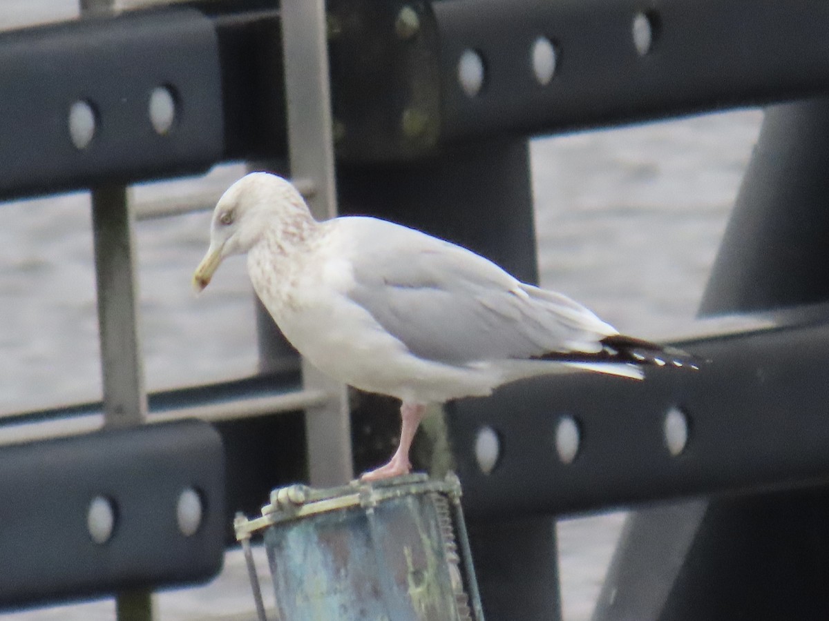 Herring Gull - ML613929107