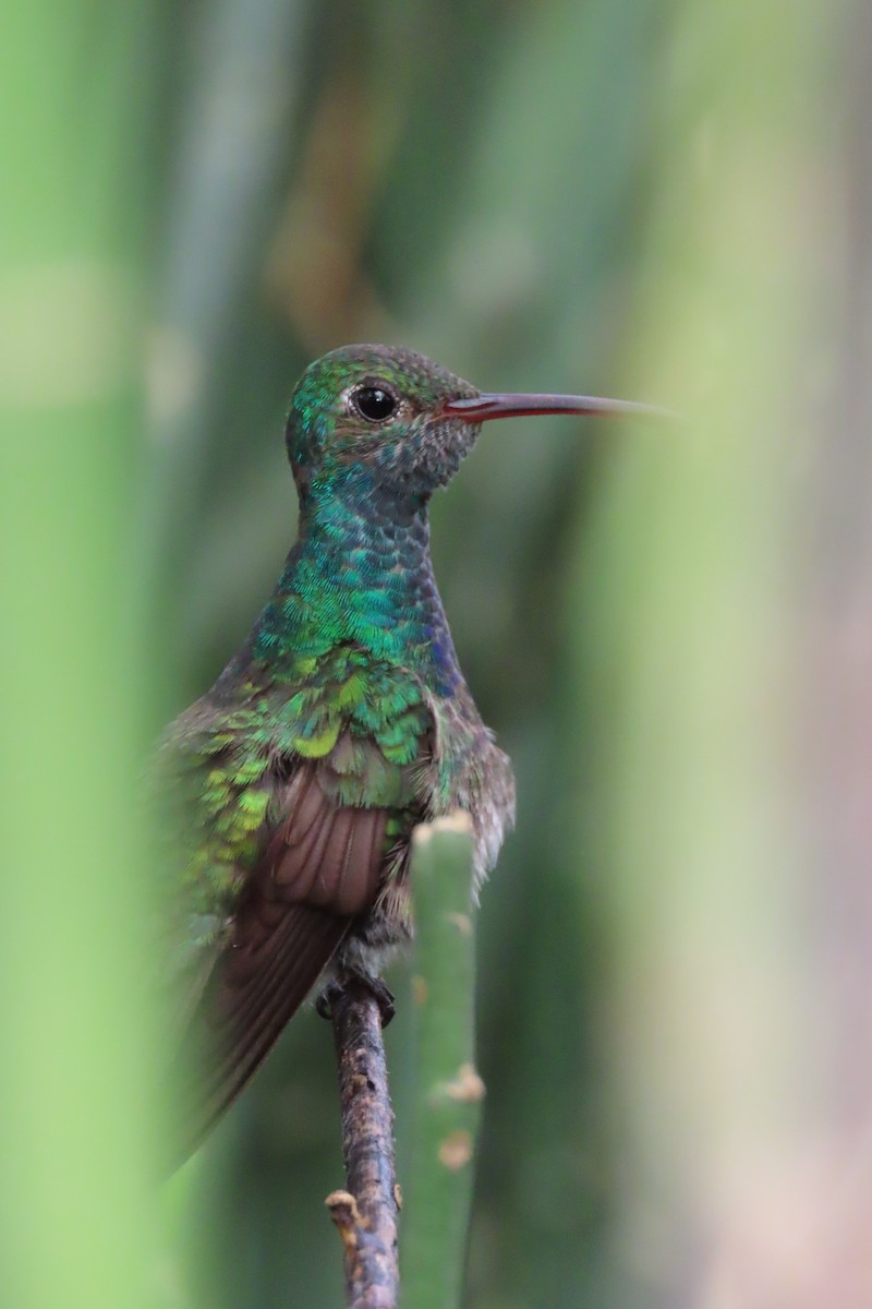 Honduran Emerald - ML613929128