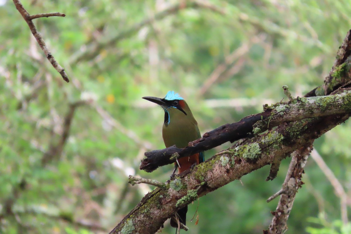 Motmot à sourcils bleus - ML613929148