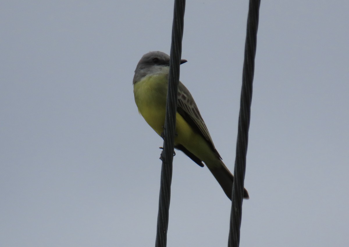 Tropical Kingbird - ML613929154