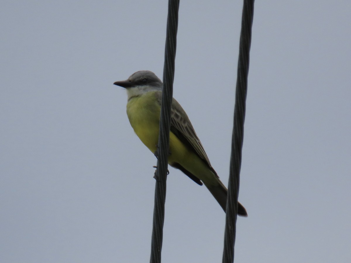 Tropical Kingbird - ML613929156