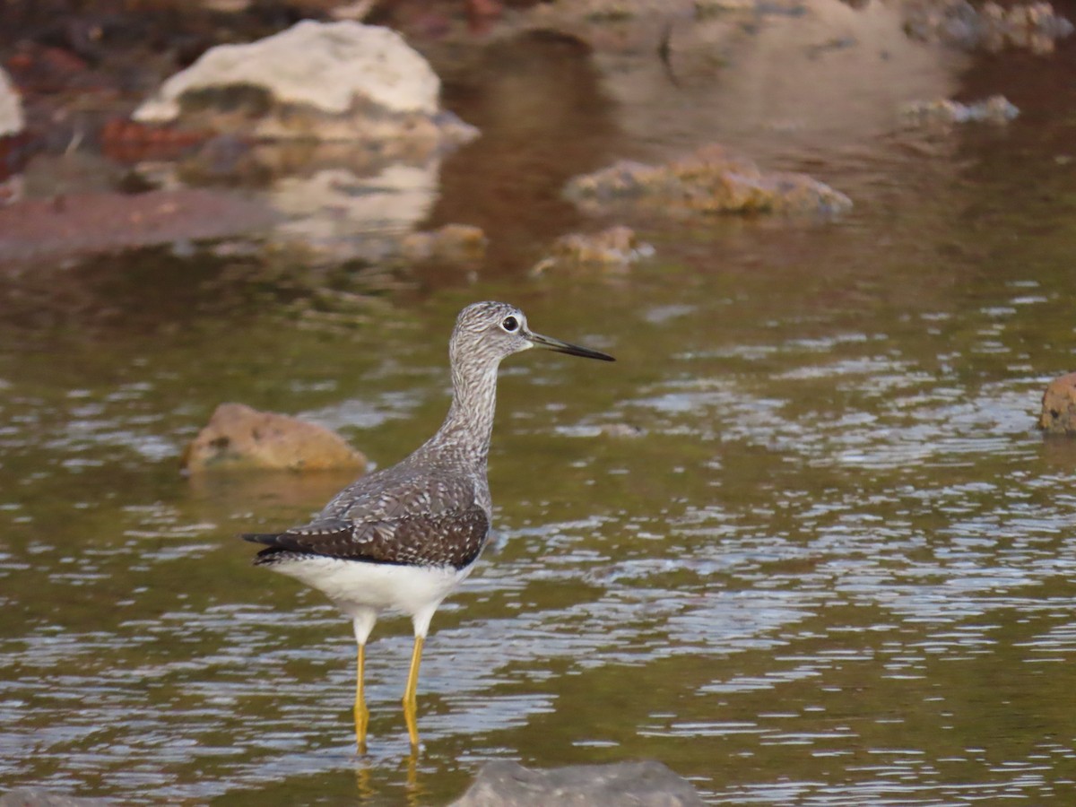 plystresnipe - ML613929163