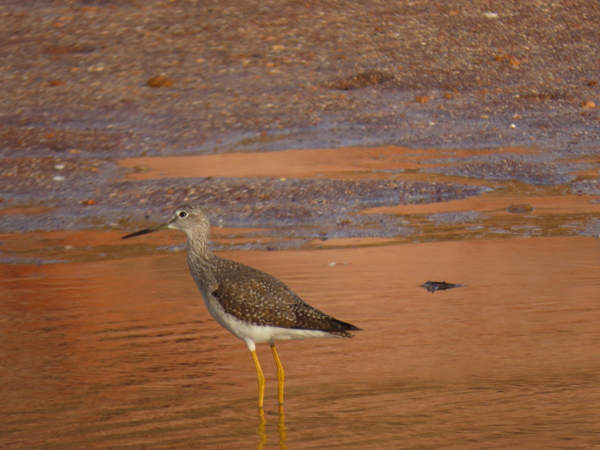 plystresnipe - ML613929174