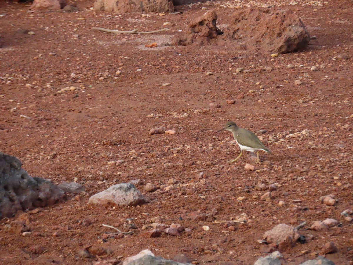 flekksnipe - ML613929195