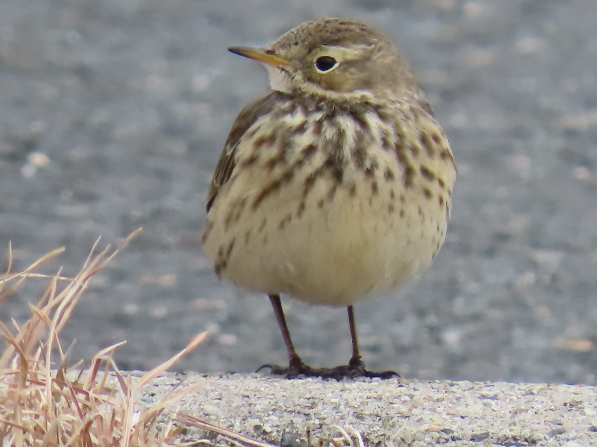 American Pipit - ML613929255