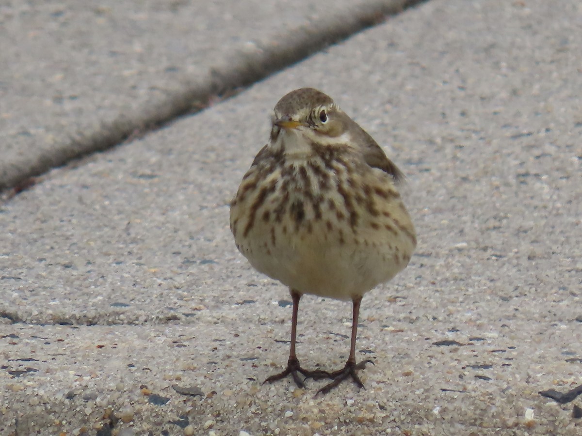 American Pipit - Bruce Murray