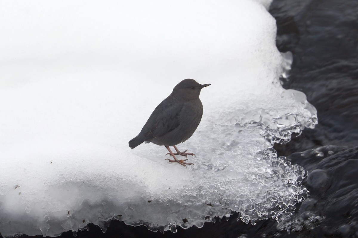 American Dipper - ML613929313