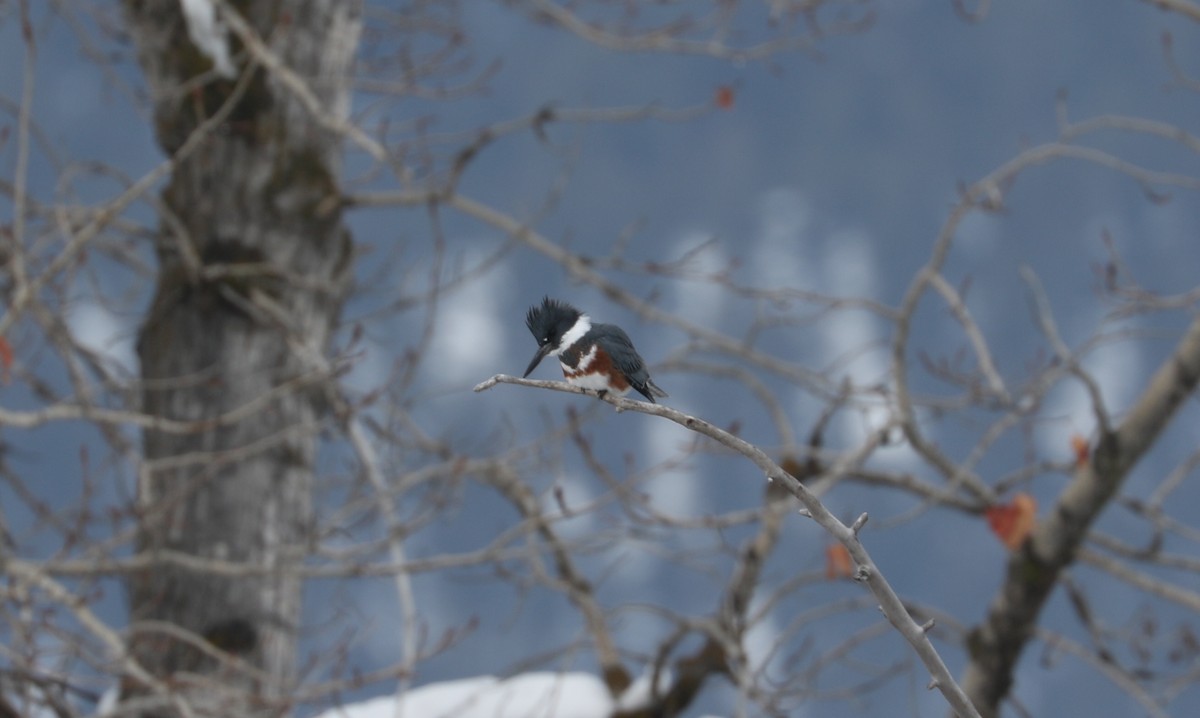 Belted Kingfisher - ML613929316