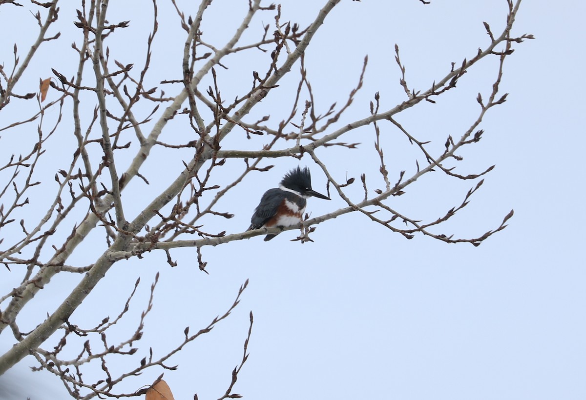 Belted Kingfisher - ML613929321