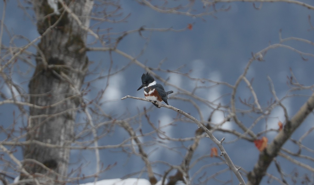 Belted Kingfisher - ML613929329